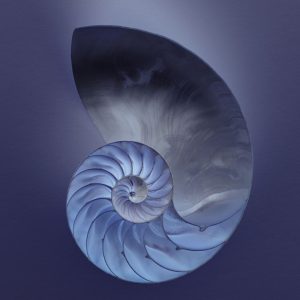 The Nautilus Shell is a Symbol of Pantheism.
